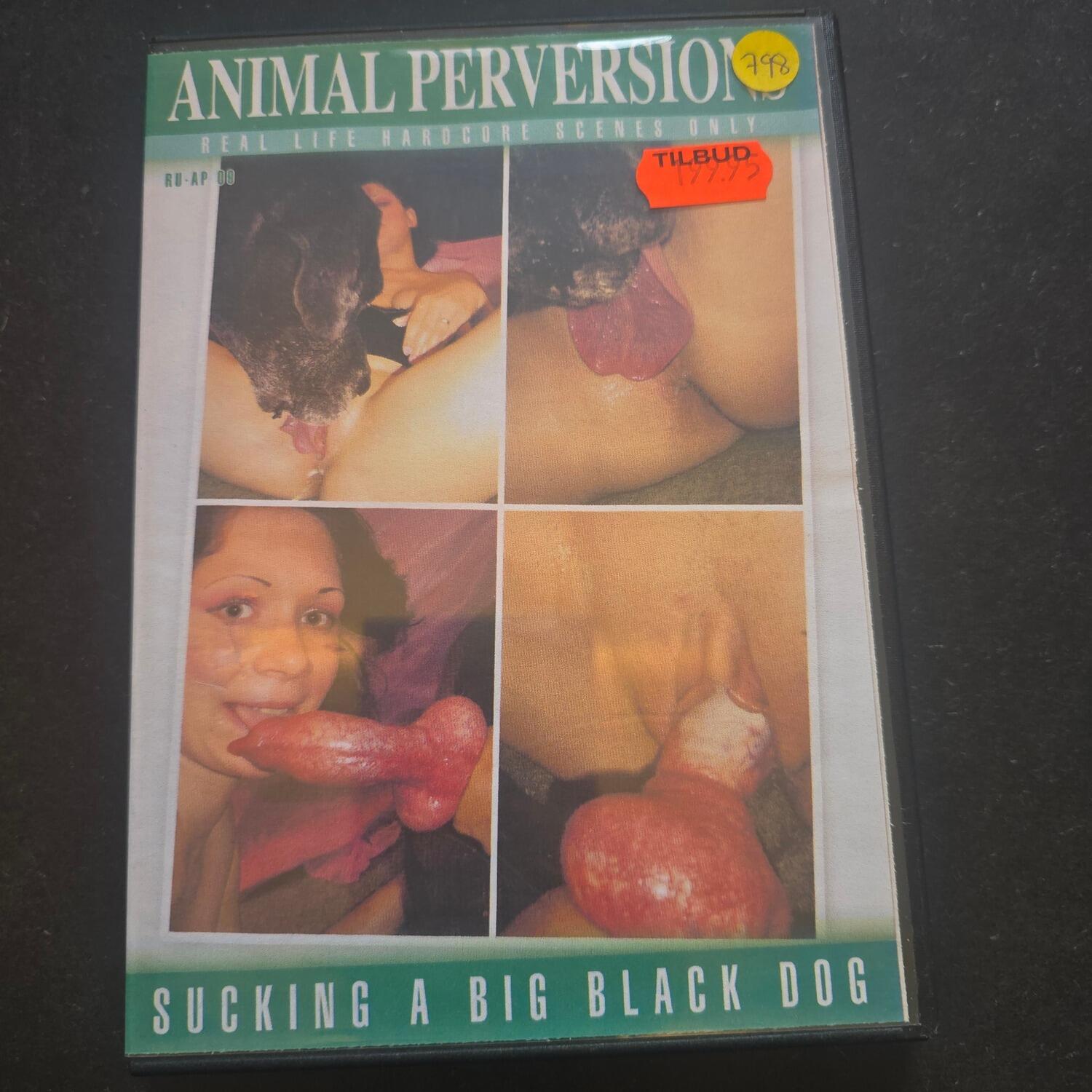 Sucking Big Black Dog